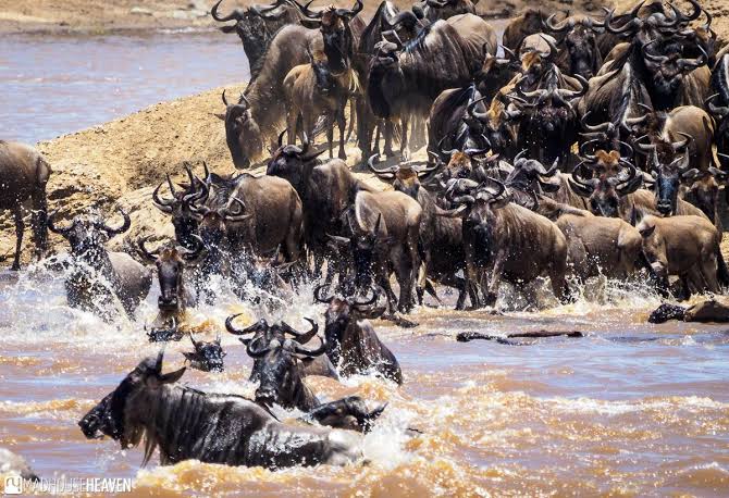 Photo Credits: The Next Crossing