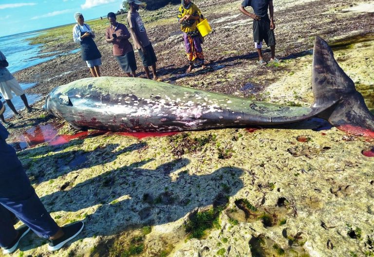 Whale Found Dead at Leopard Beach, Kwale: How Plastic Pollution Is Killing Kenya's Marine Life